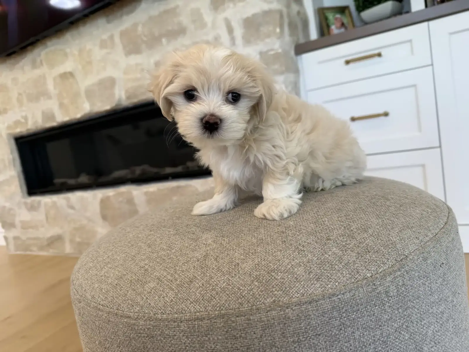 Cream and white curly-coated puppy sitting on a gray ottoman in a family home