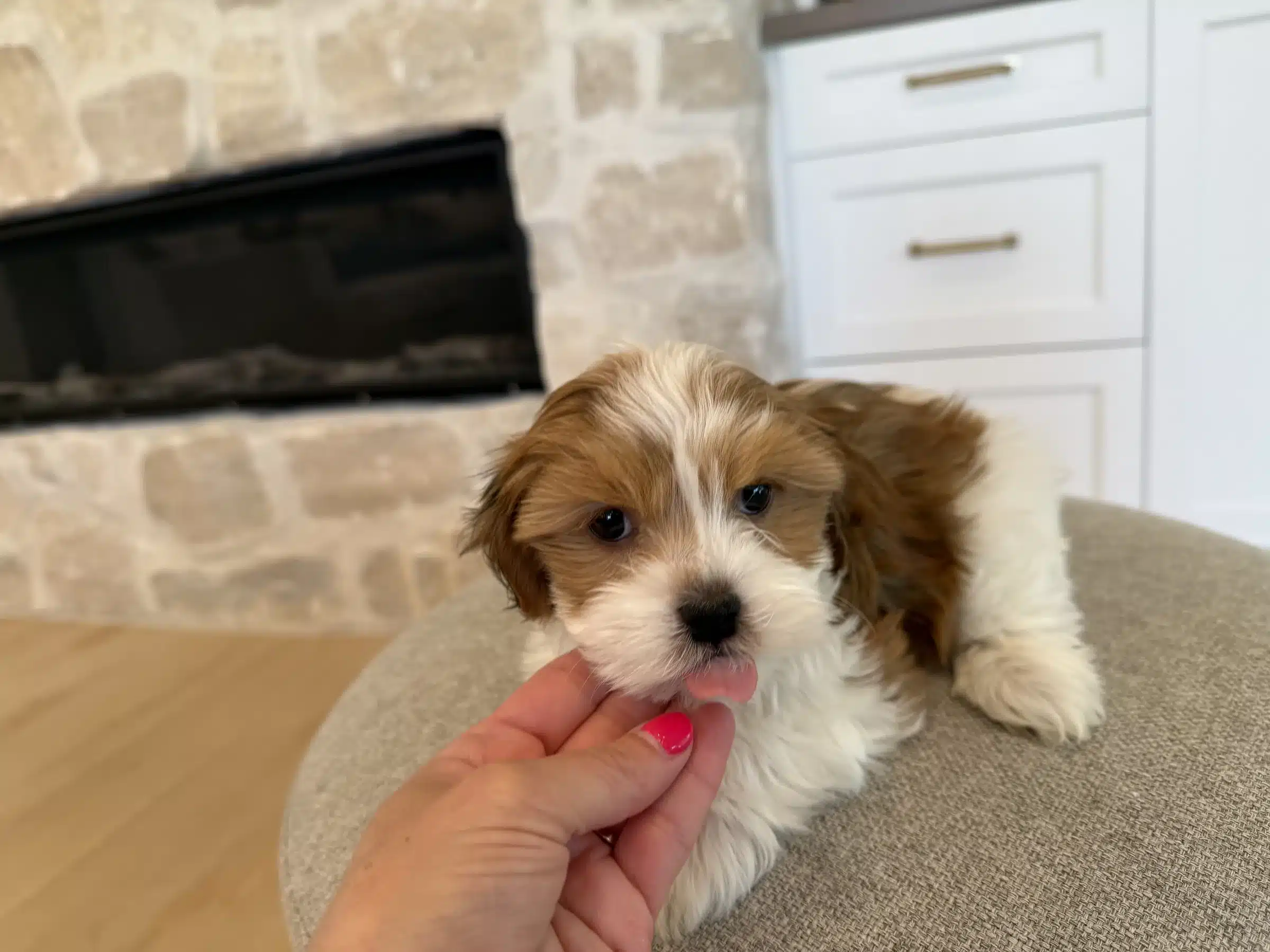 Individual puppy matching and handling Brown and white puppy receiving gentle chin handling on a gray ottoman