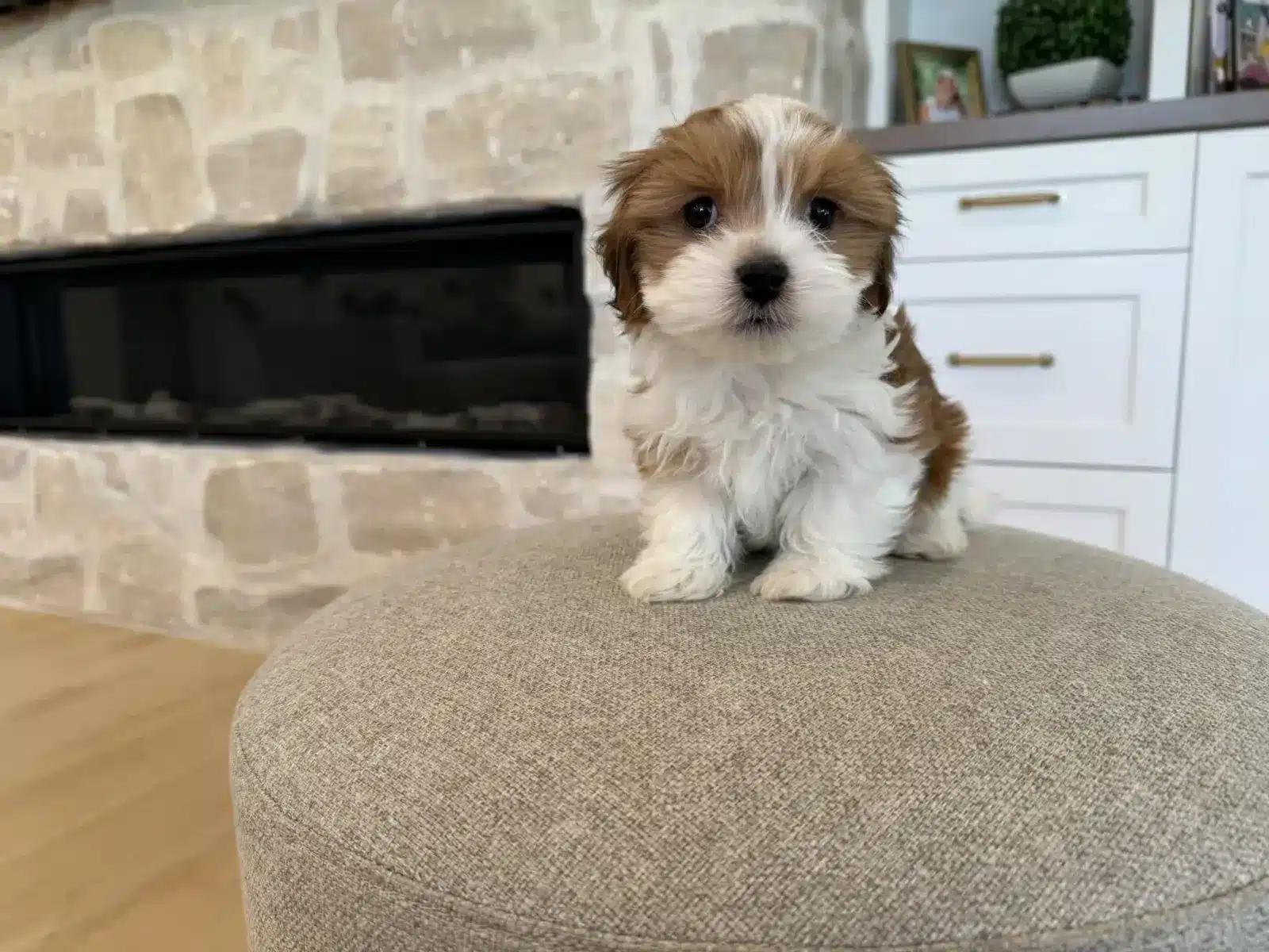 Red and white Havapoo puppy sitting on a gray ottoman in front of a stone fireplace.