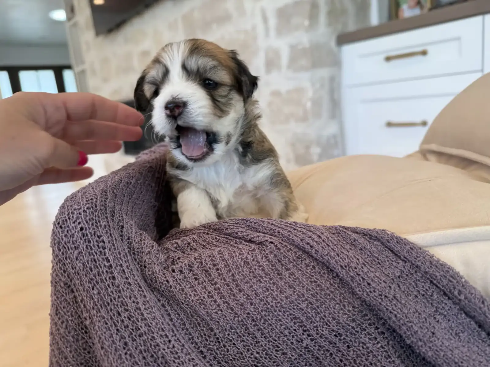Young brown and white puppy receiving gentle handling while wrapped in a blanket
