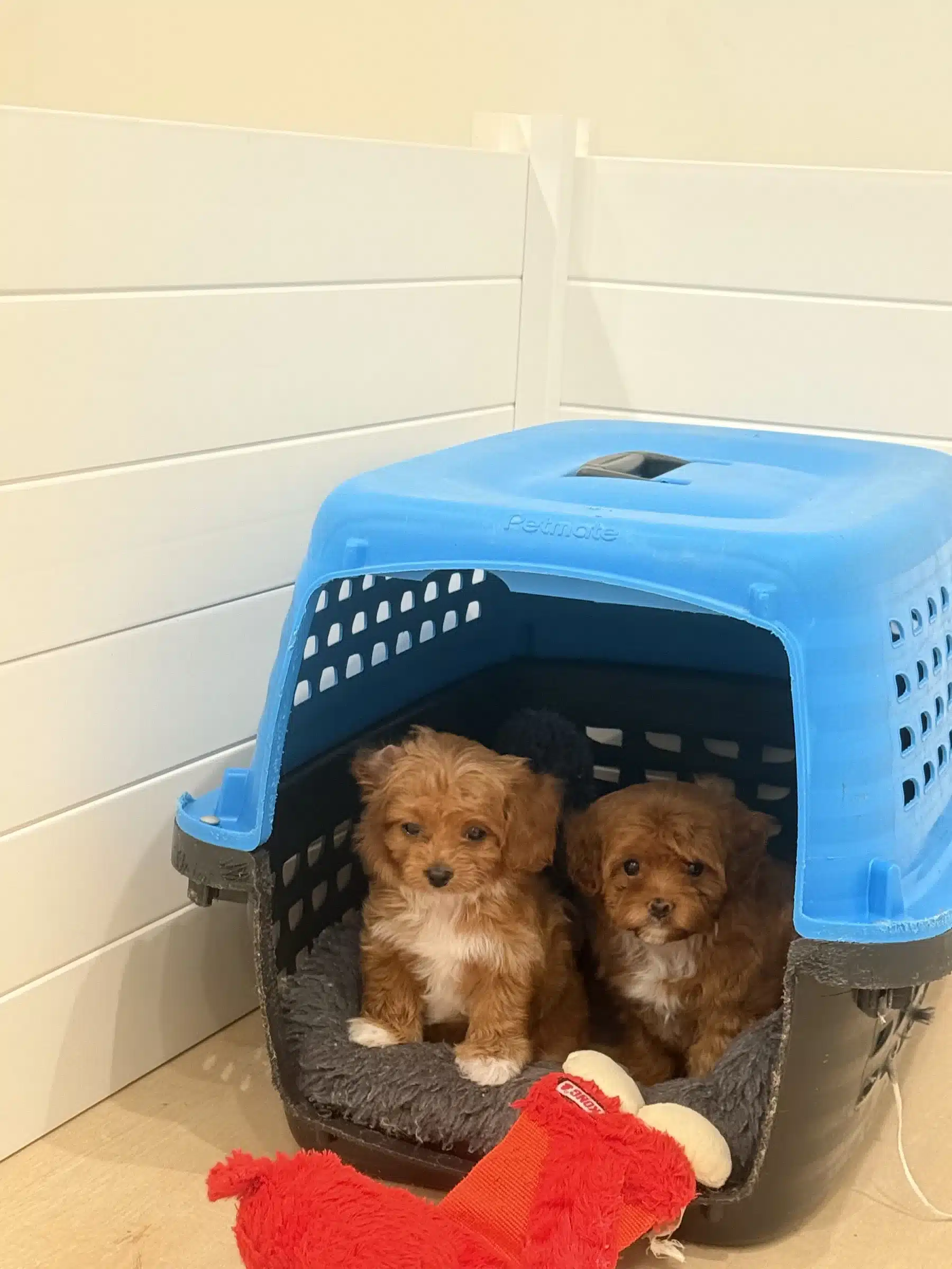 Carrier and go-home preparation Two small brown puppies resting inside a blue travel carrier with toys