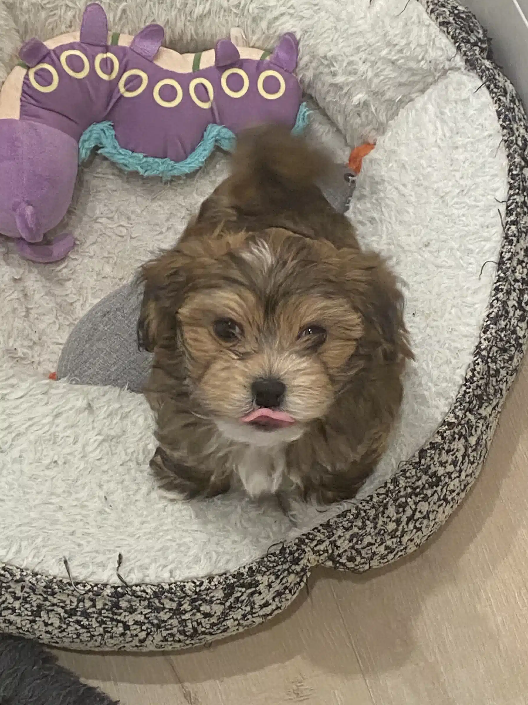 Comfortable daily care at Sage Puppies Brown puppy sitting in a soft gray bed beside a purple toy