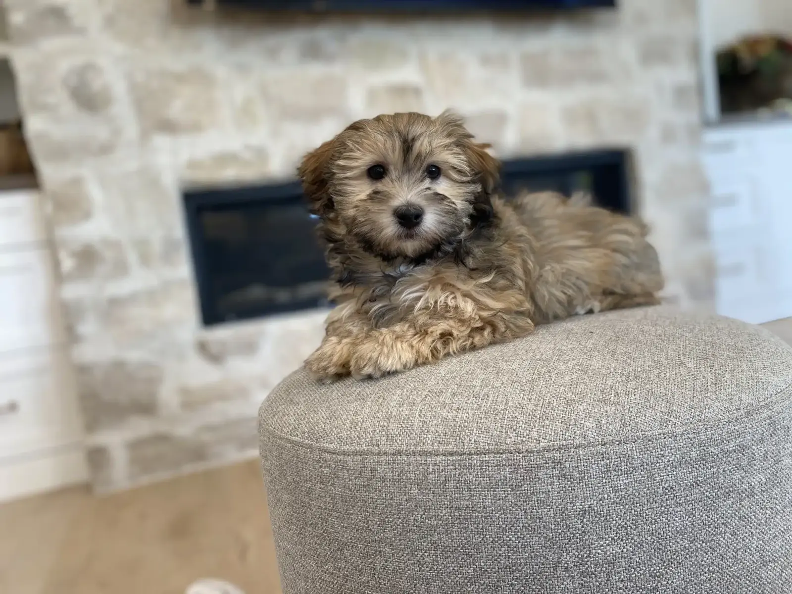 Sable brown puppy sitting on a gray ottoman in a bright family home