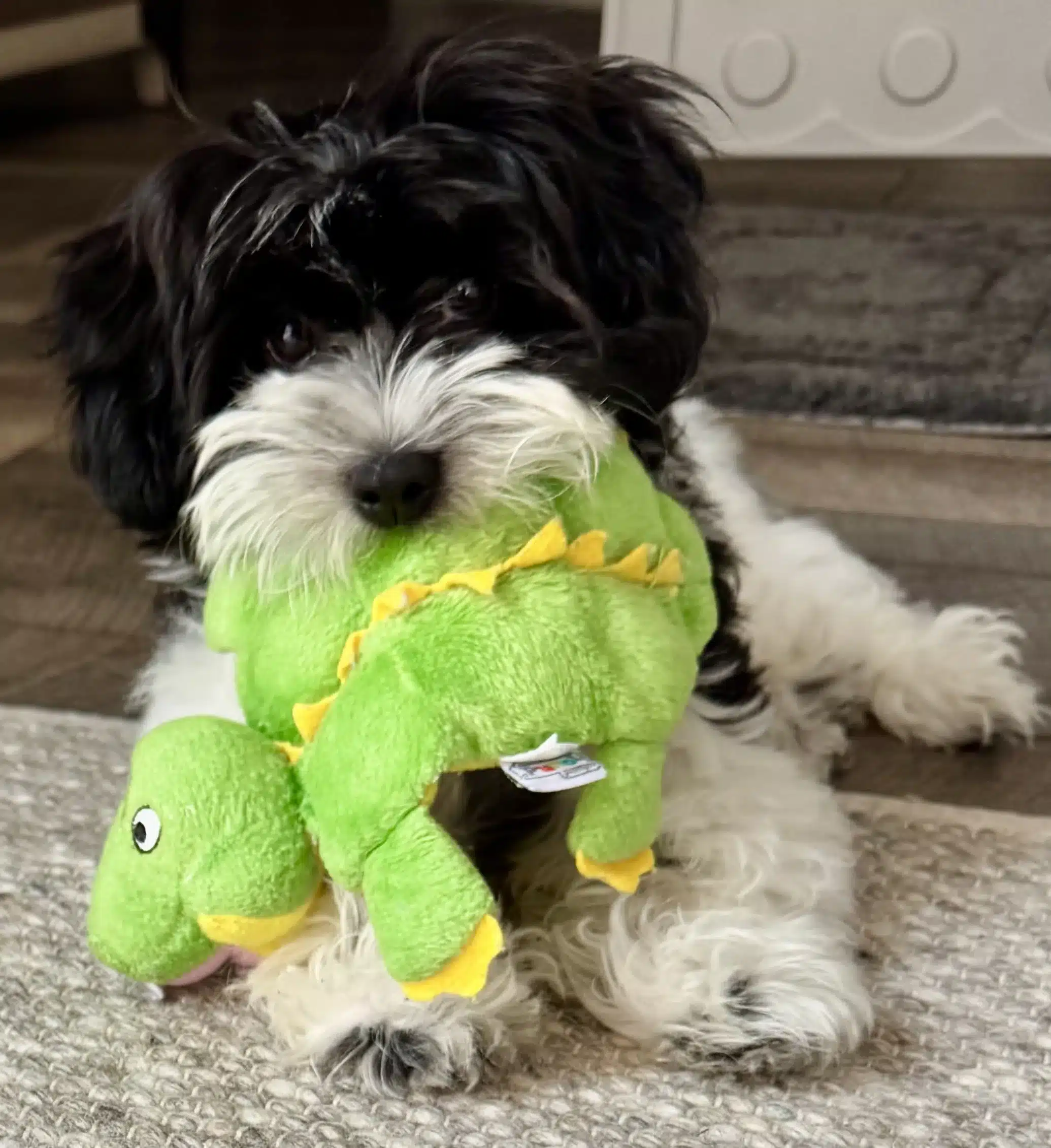 Puppy play and enrichment Black and white puppy carrying a green dinosaur toy during supervised play
