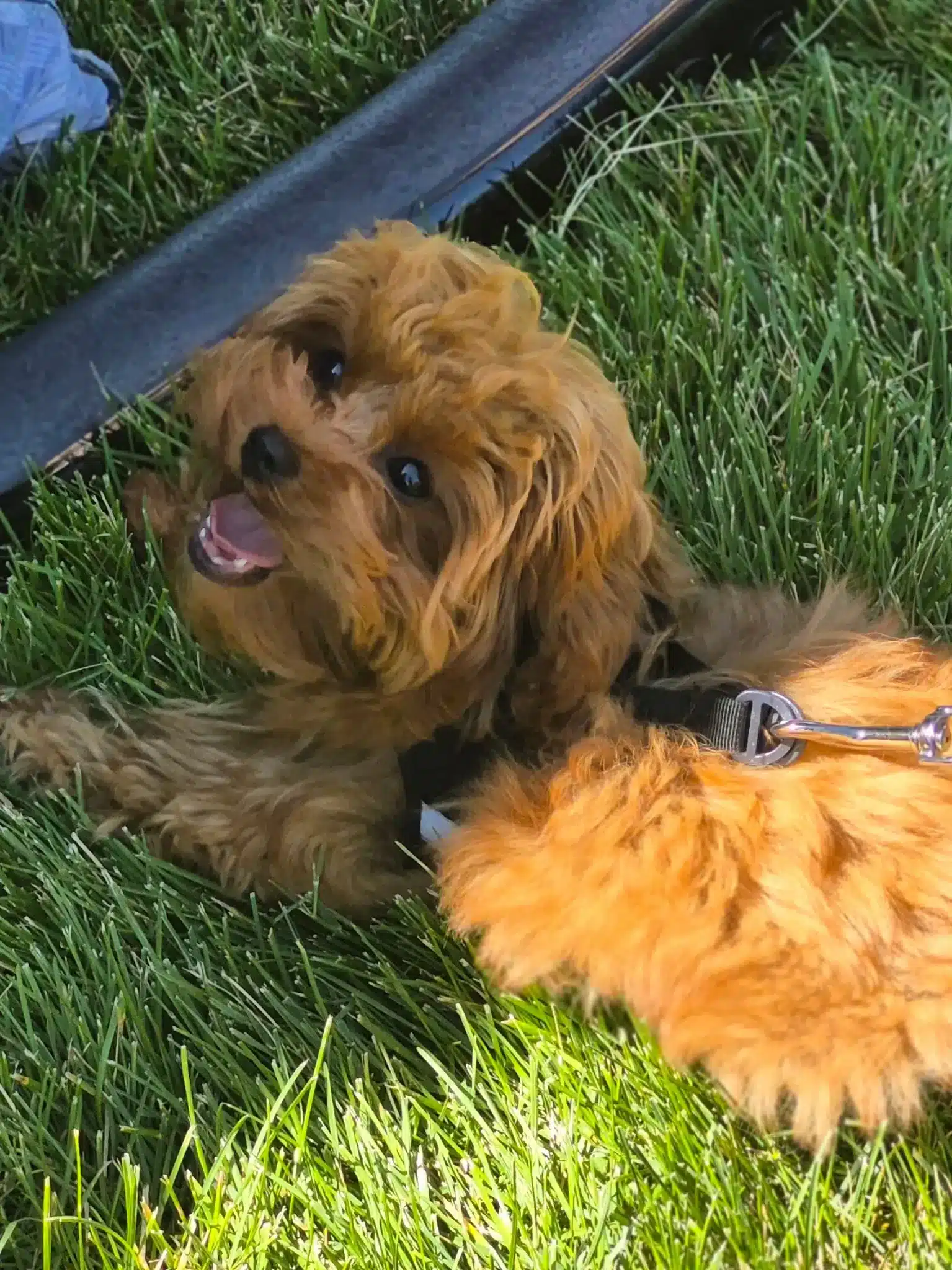 Reddish brown Cavapoo puppy lying on green grass and looking up