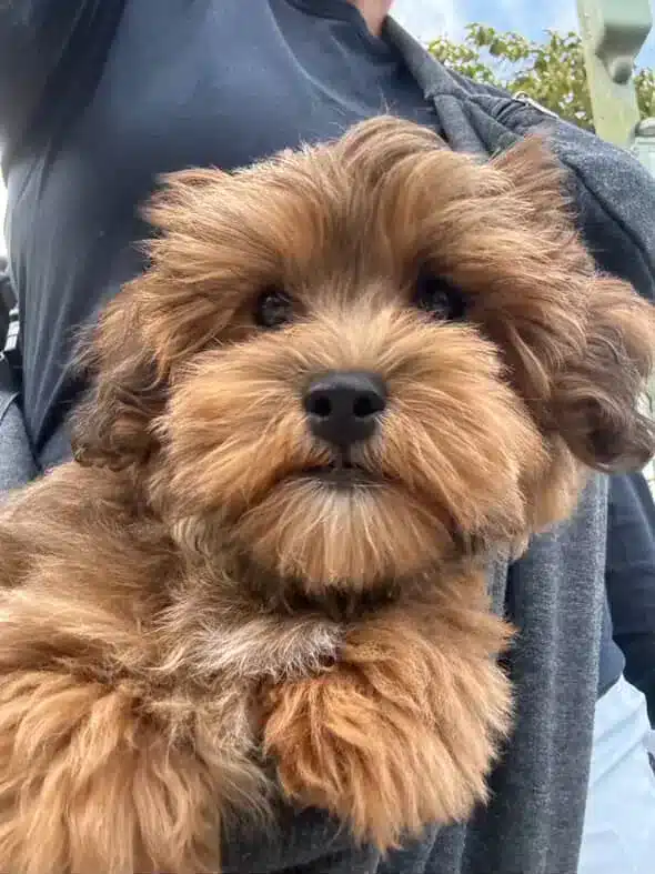 Close-up of a brown Cavapoo puppy being held outdoors