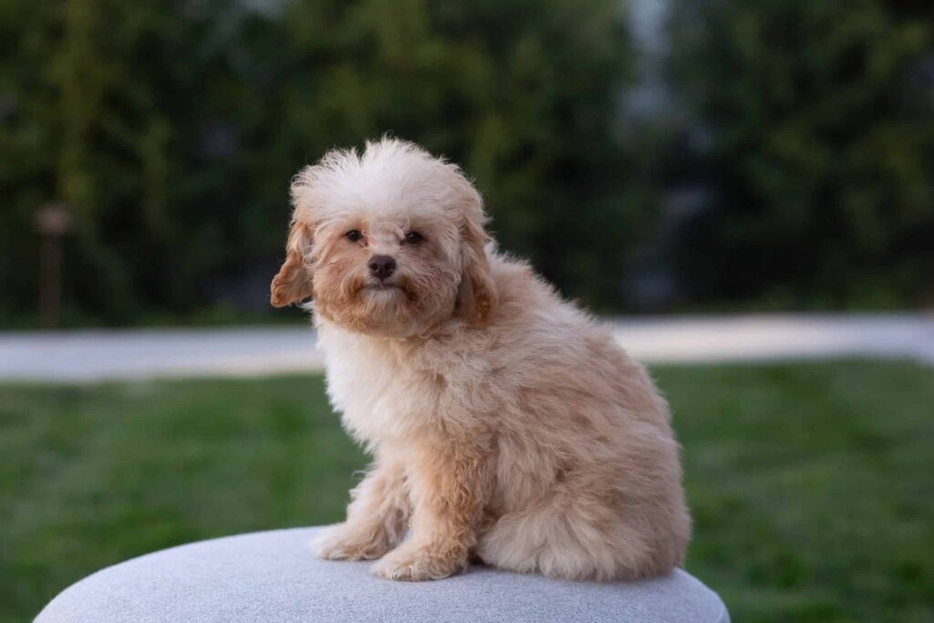 Cream Cavapoo puppy sitting on a white outdoor cushion