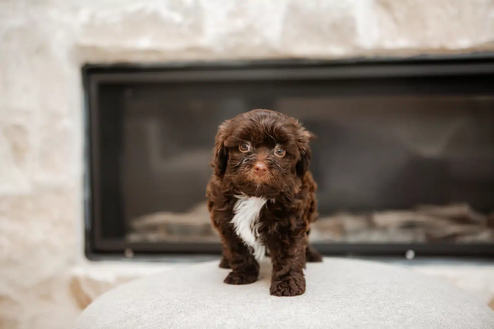 Chocolate Puppy By a Fireplace.