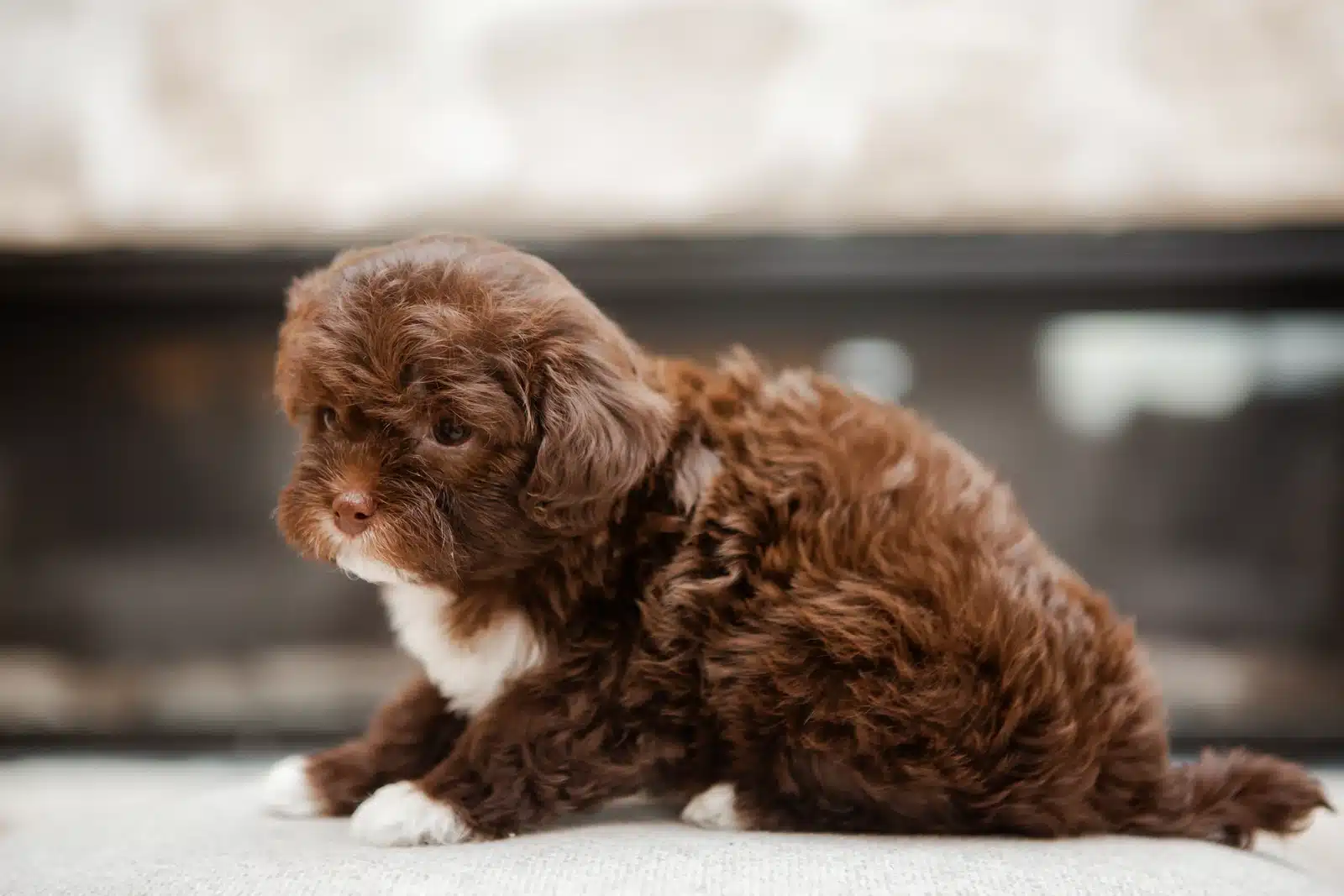 Chocolate Puppy By a Fireplace.
