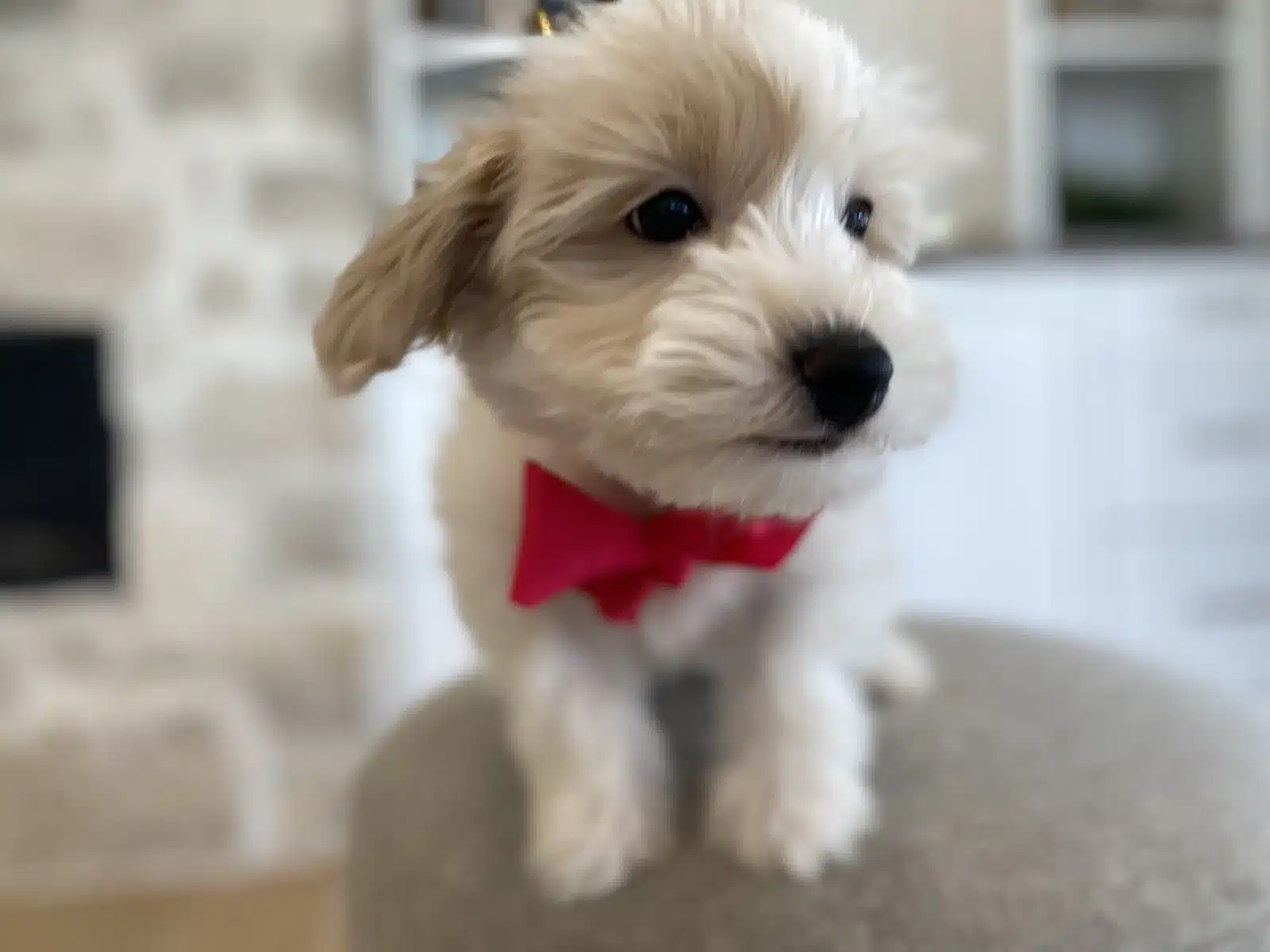 Cream and Tan Puppy Red Bow on a Beige Cushion.