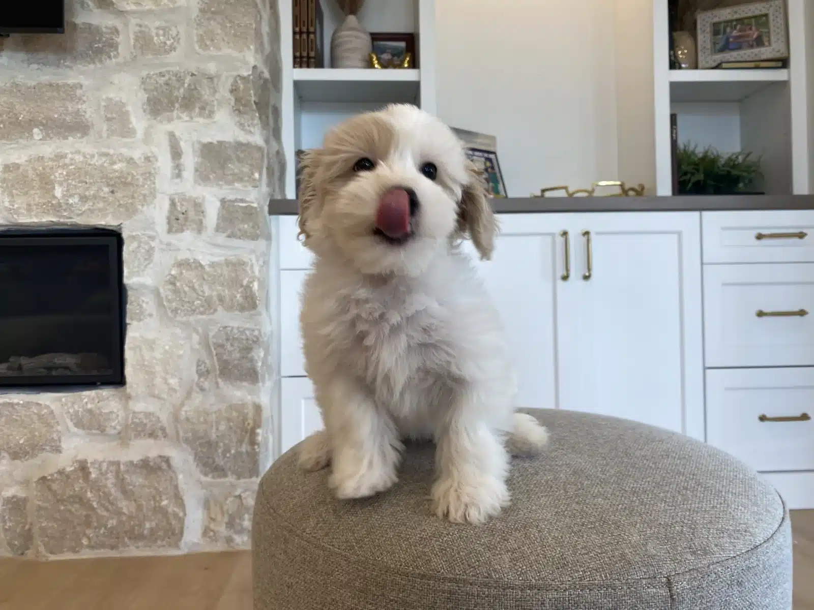 Cream Puppy On a Beige Cushion.