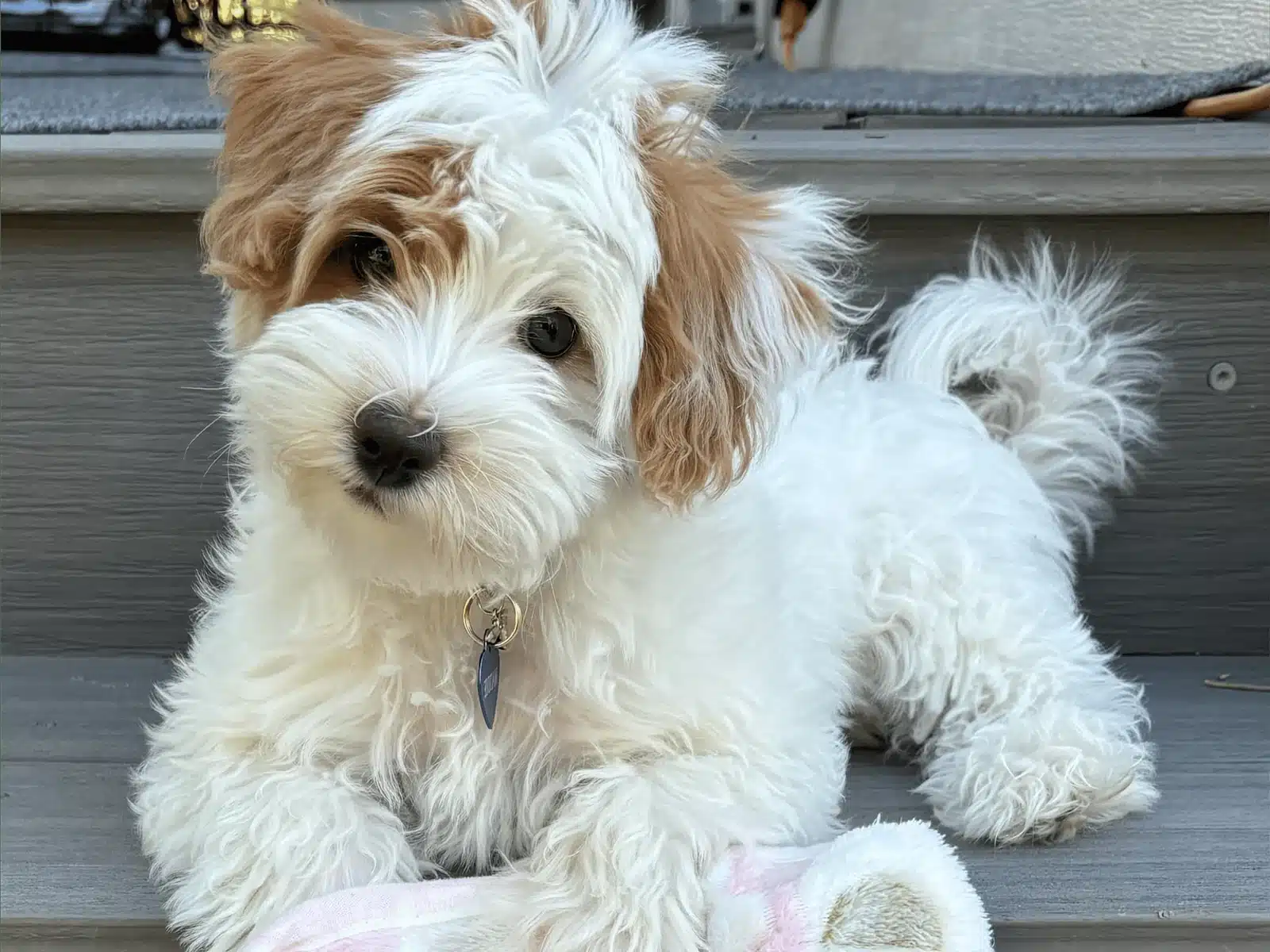Cream Puppy Resting on an Outdoor Chair.