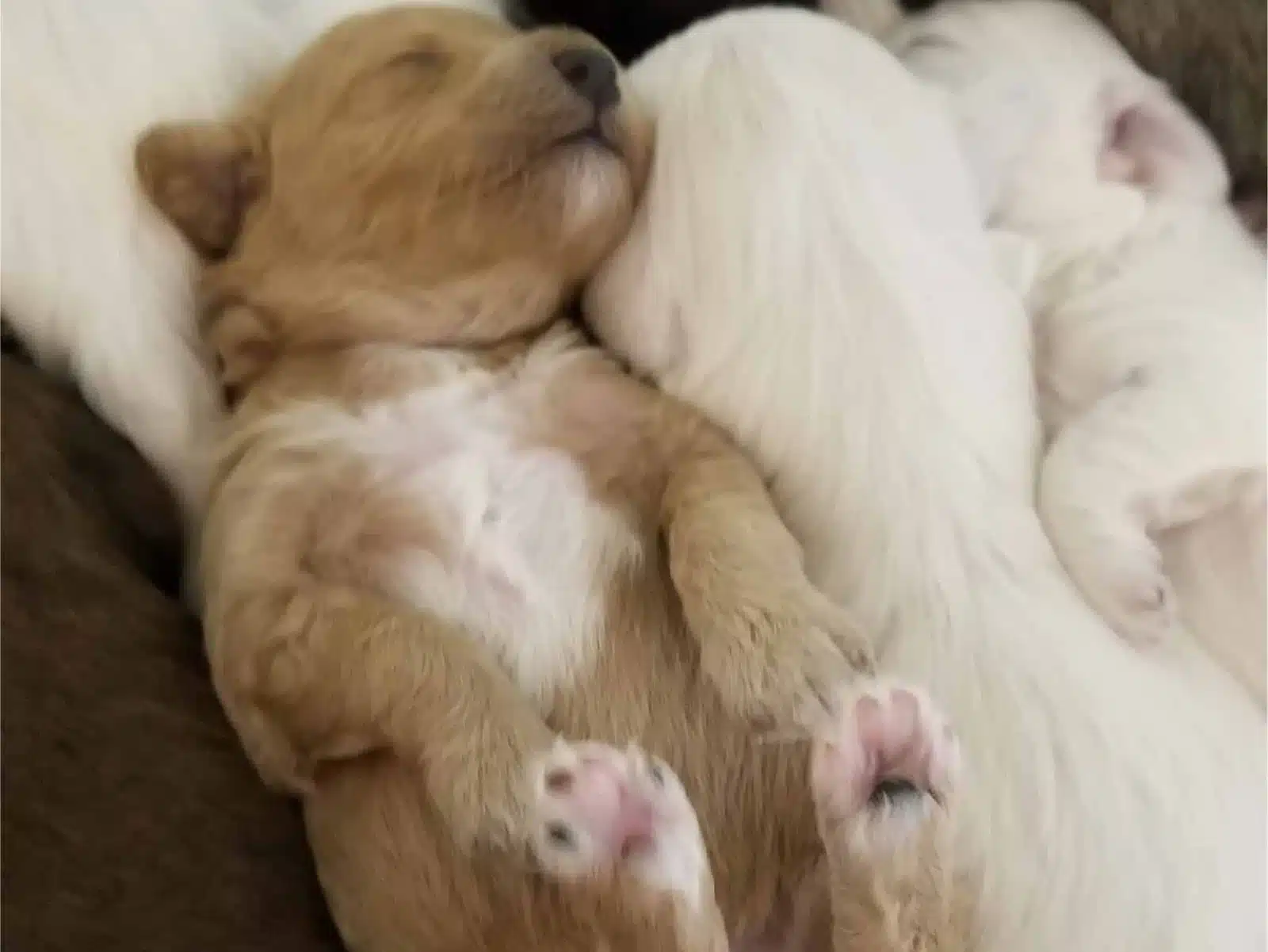 Cream Puppy Sleeping on a Blanket.