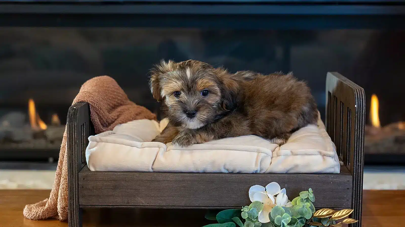 Duke resting on a cream puppy bed in front of a fireplace