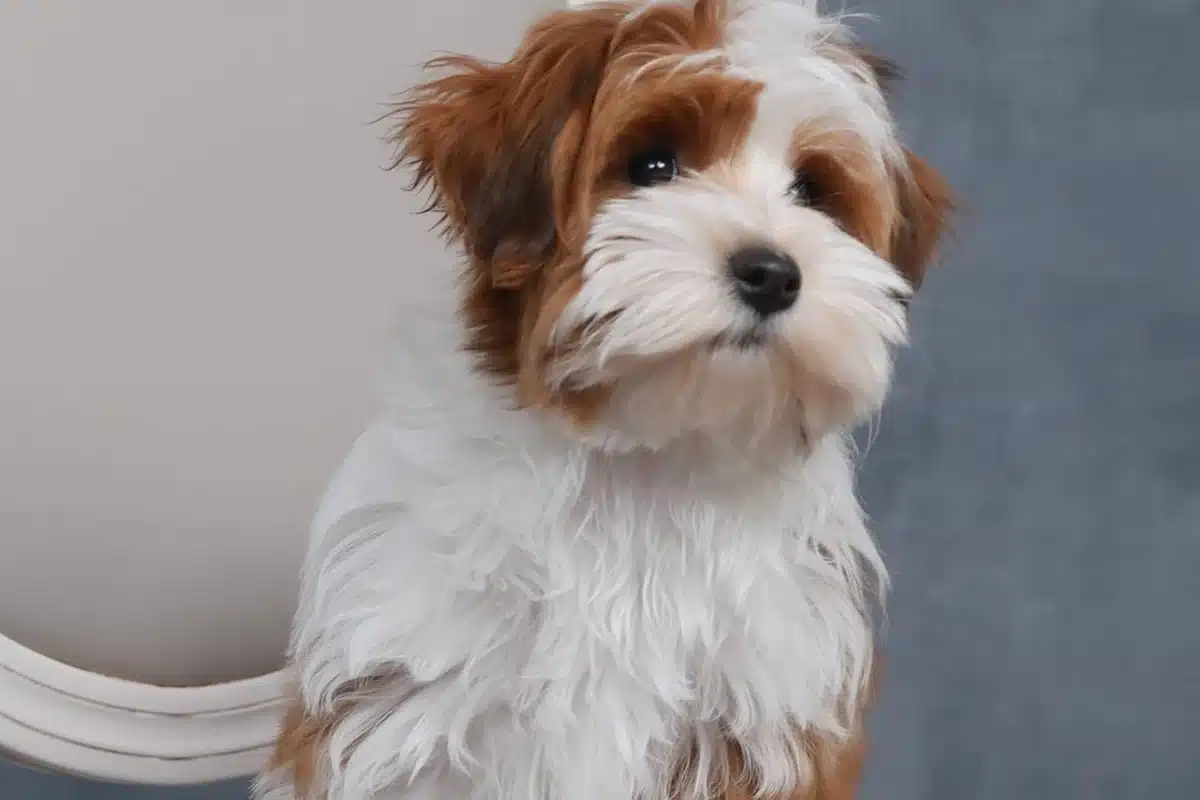 Red and white Havapoo puppy sitting calmly for routine face and coat care