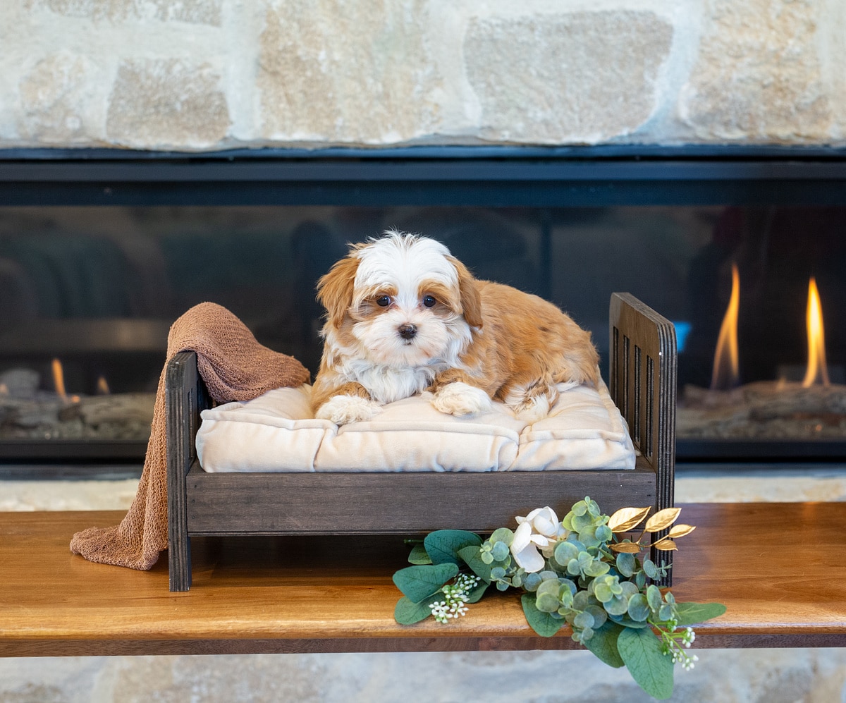 Halley, a red and white Havanese puppy, lying on a cream puppy bed in front of a fireplace