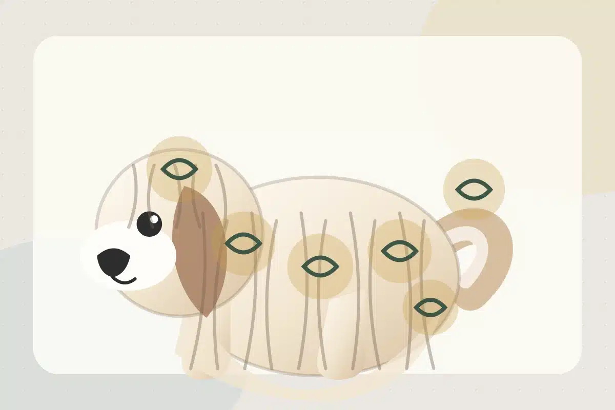 Illustrated Havanese with highlighted common mat and tangle areas behind the ears, under the legs, along the body, and near the tail