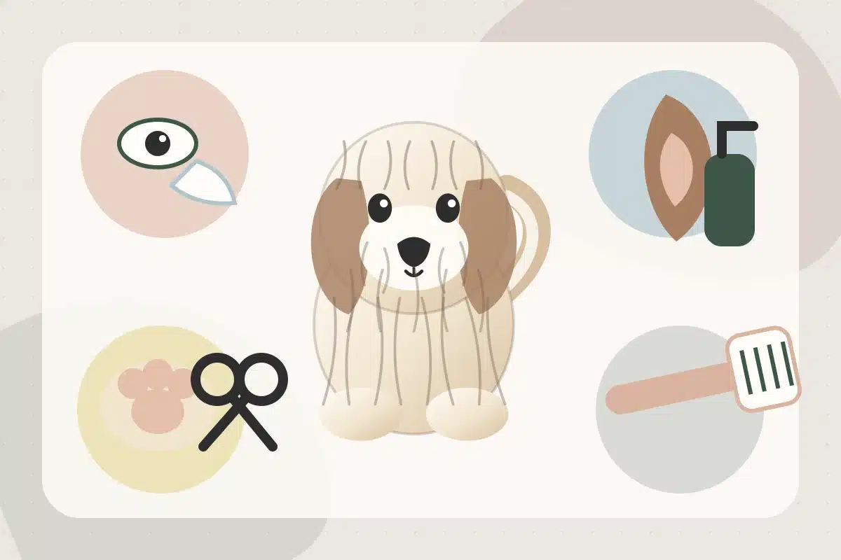 Illustrated Havanese surrounded by icons for eye wiping, ear care, nail and paw care, and tooth brushing