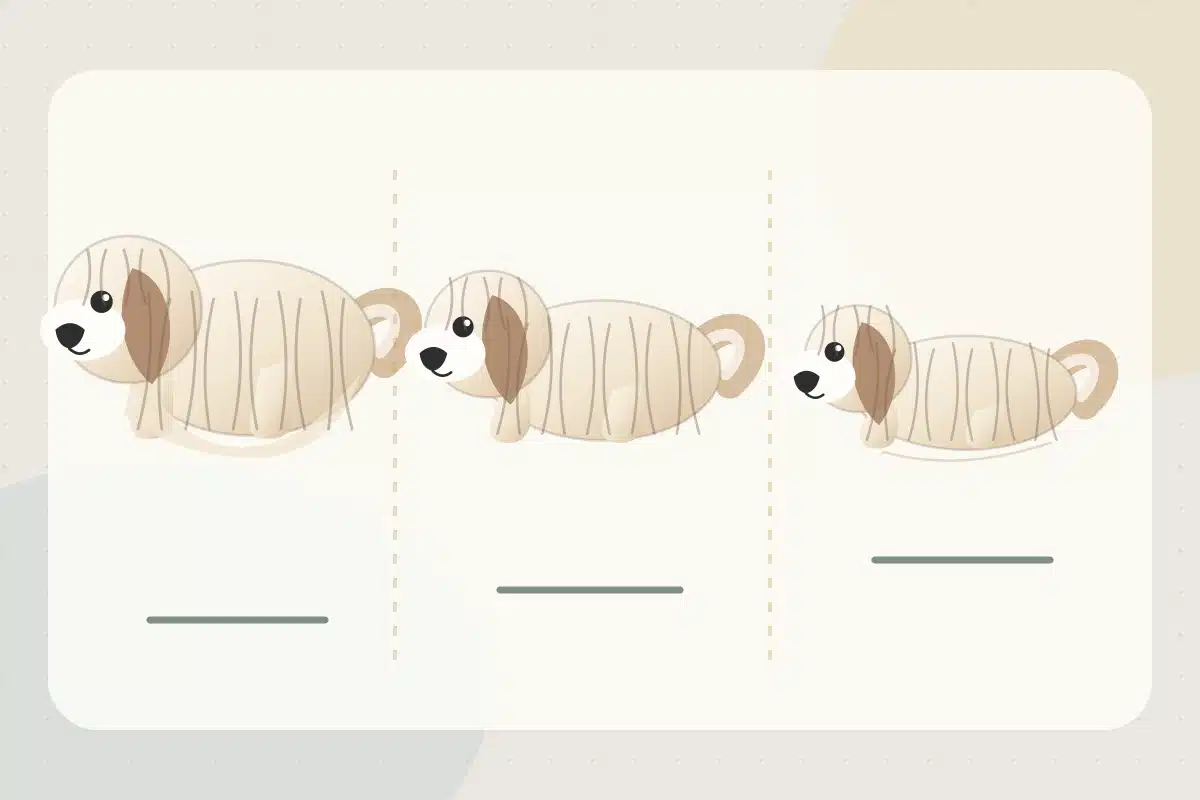 Three illustrated Havanese showing a long natural coat, a medium puppy trim, and a shorter pet trim