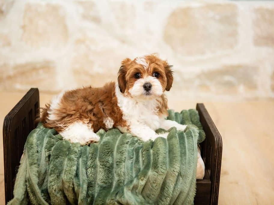 Brown and white Havanese puppy resting on a sage blanket indoors