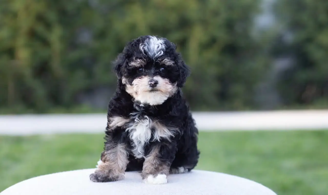 Black, cream, and white Havapoo puppy sitting on a cream cushion outdoors