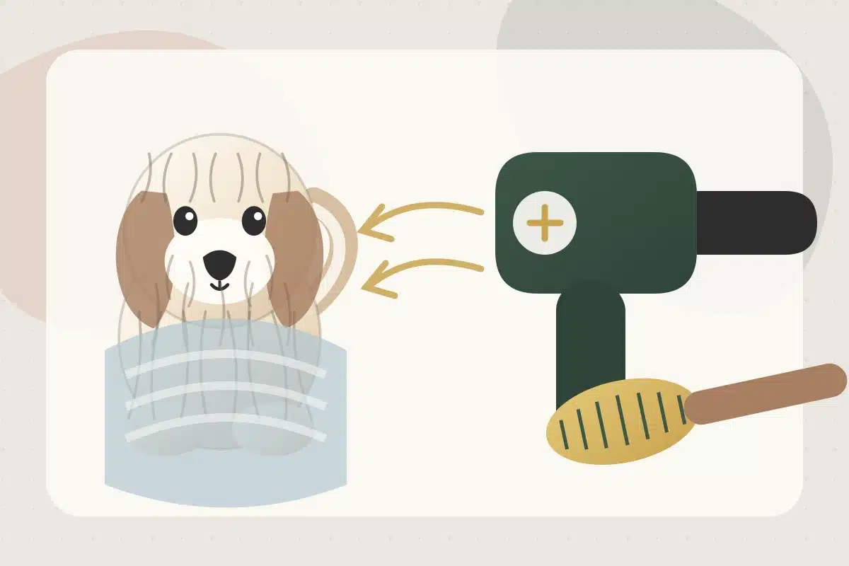 Illustration of a towel-wrapped Havanese beside a low-temperature dryer and grooming brush