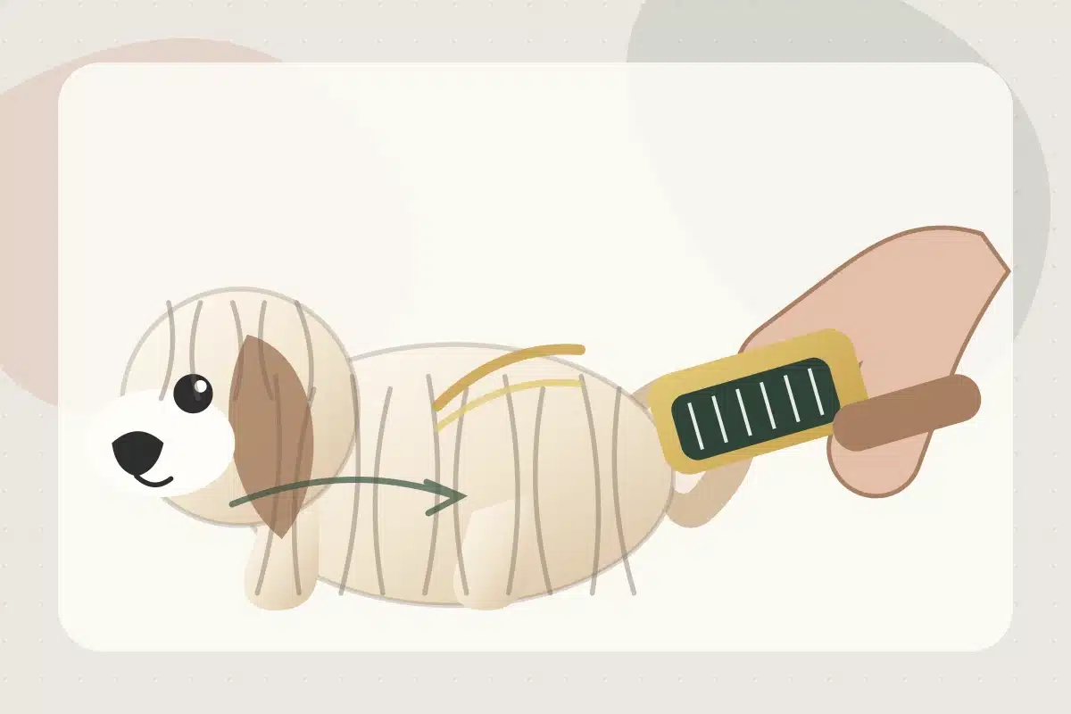 Illustration of a Havanese being brushed in small coat sections using the line-brushing method