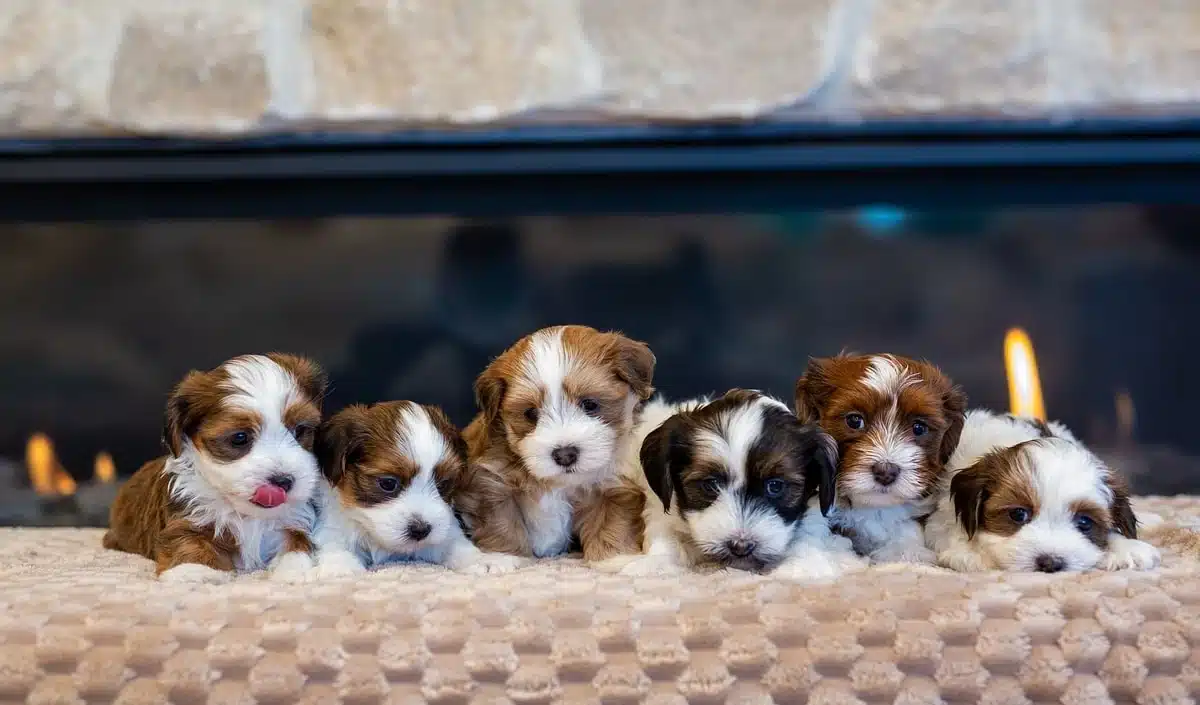 Puppy Group Lined Up by a Fireplace.