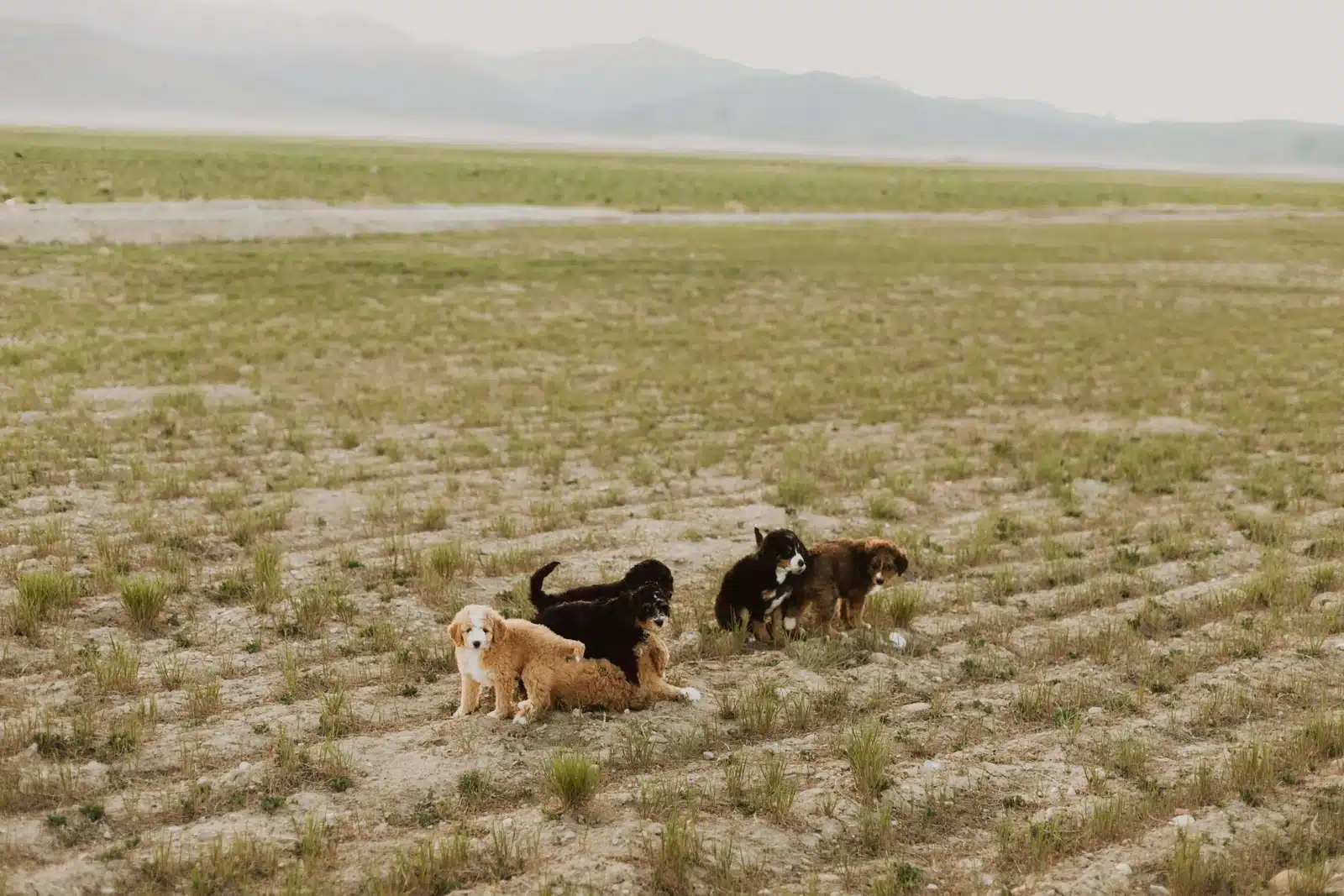 Puppies gathered on sparse grass and dry ground, with hills in the distance.