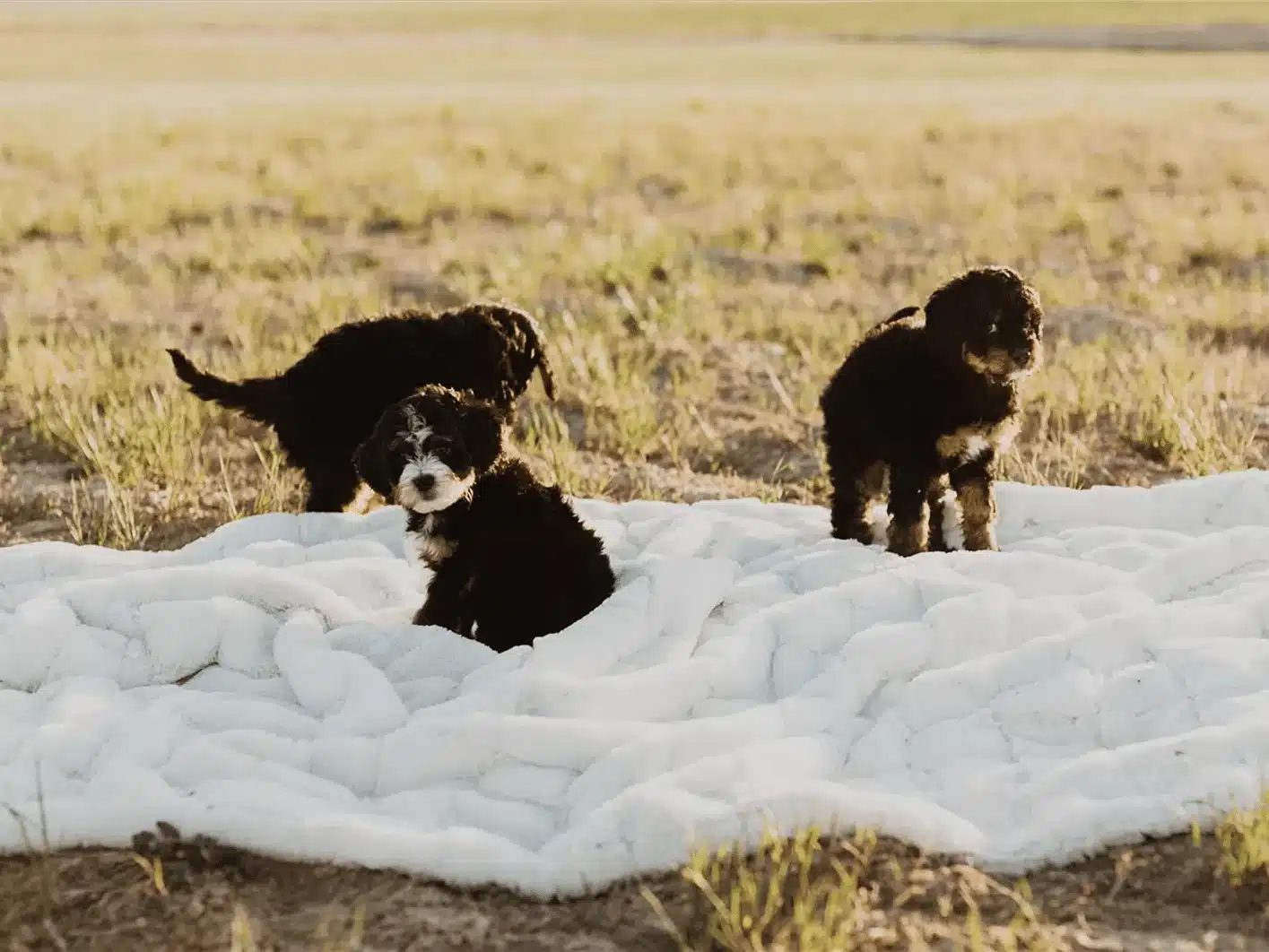 Puppy Group Playing in a Meadow.