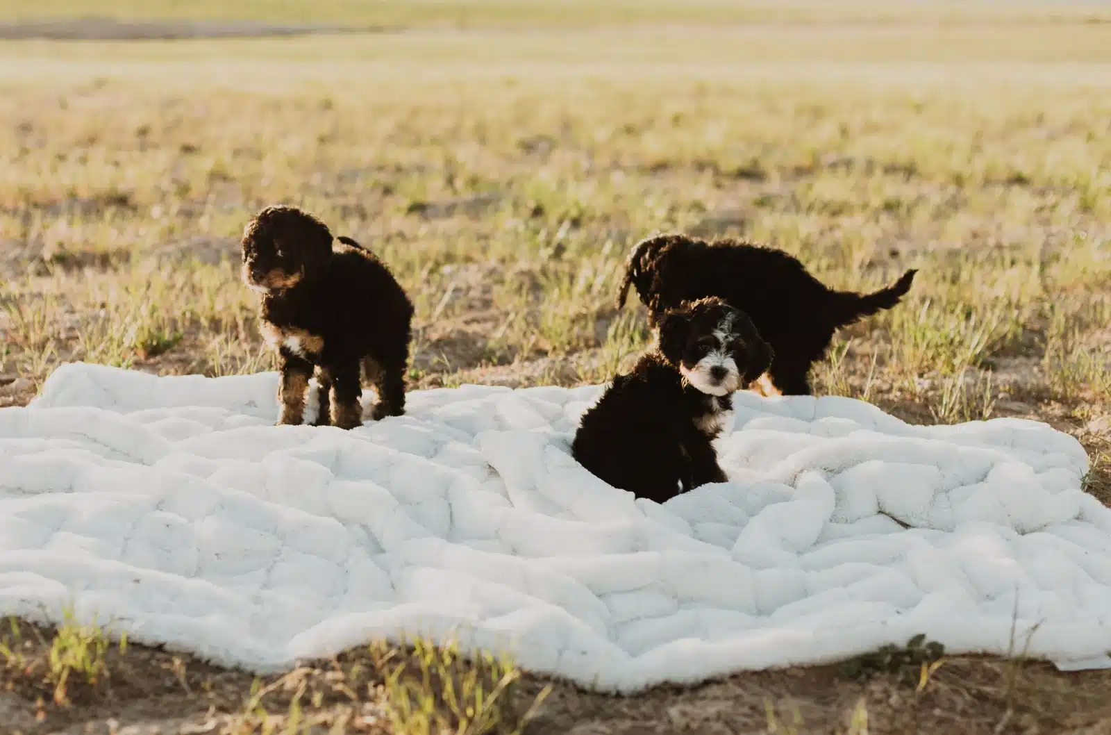 Puppy Group Playing in a Meadow.