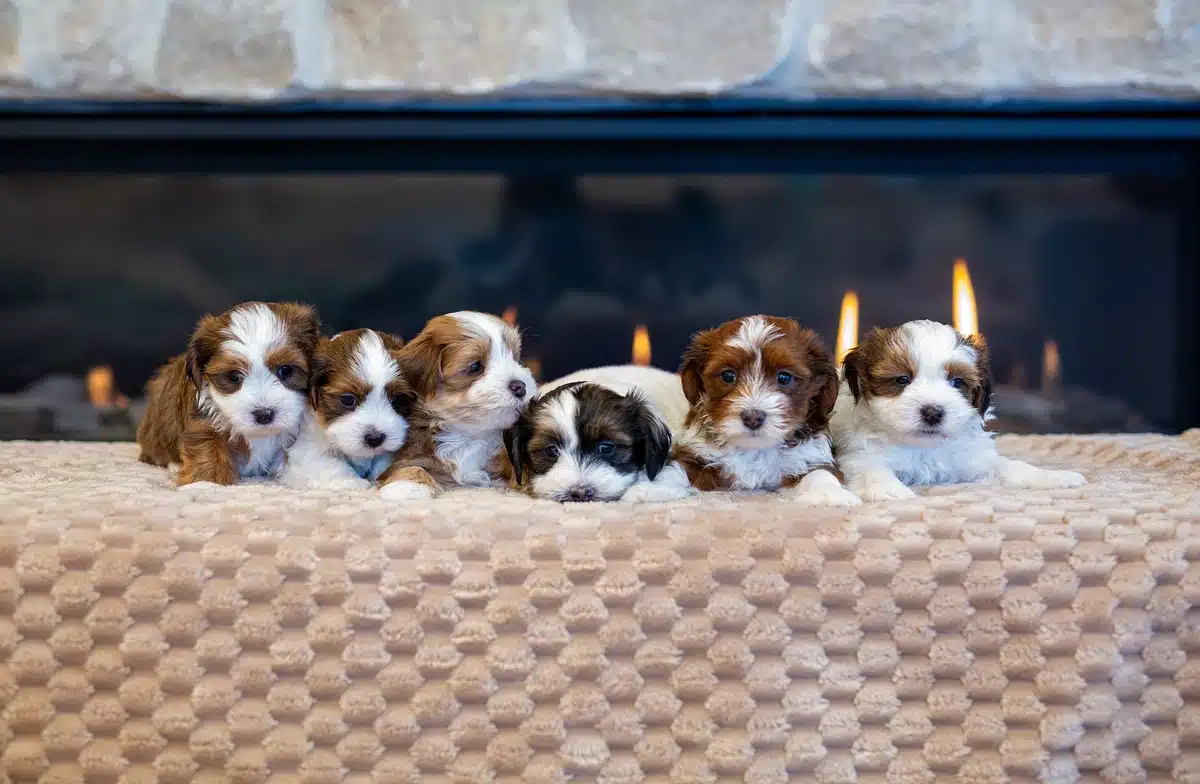 Six brown, black and white puppies resting on a cream patterned blanket beside a fireplace