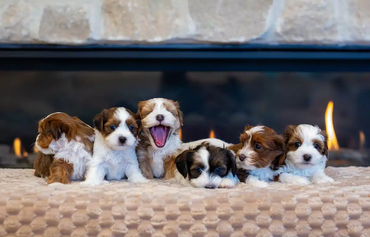 Puppy Group Portrait by the Fireplace.