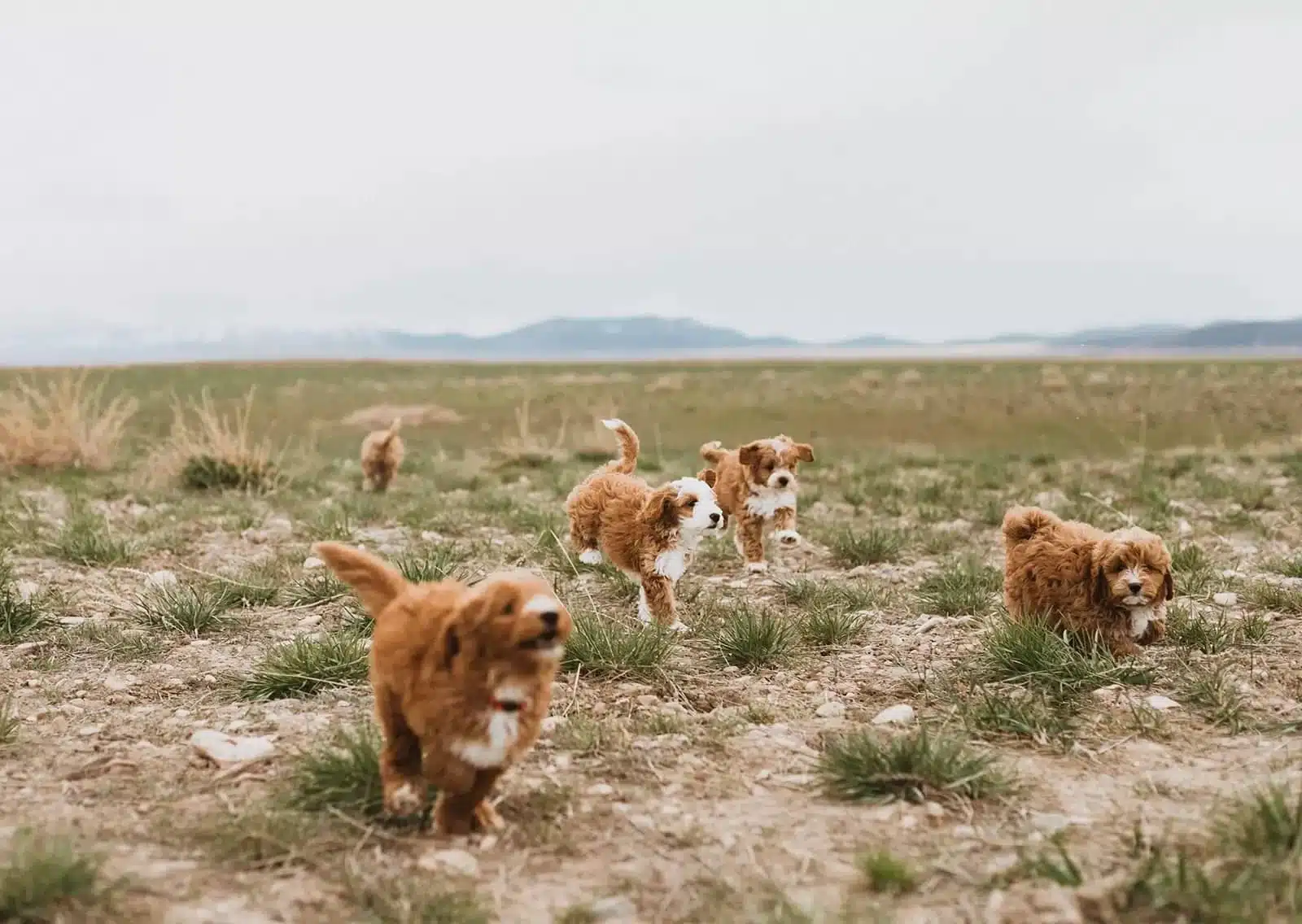 Puppy Group Running in a Meadow.