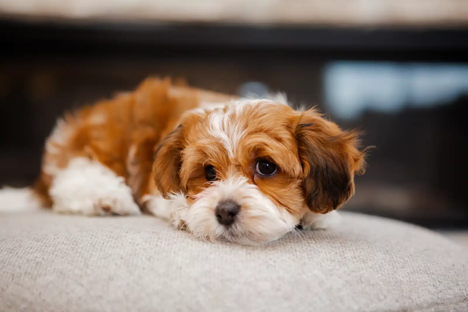 Red and White Puppy By a Fireplace.