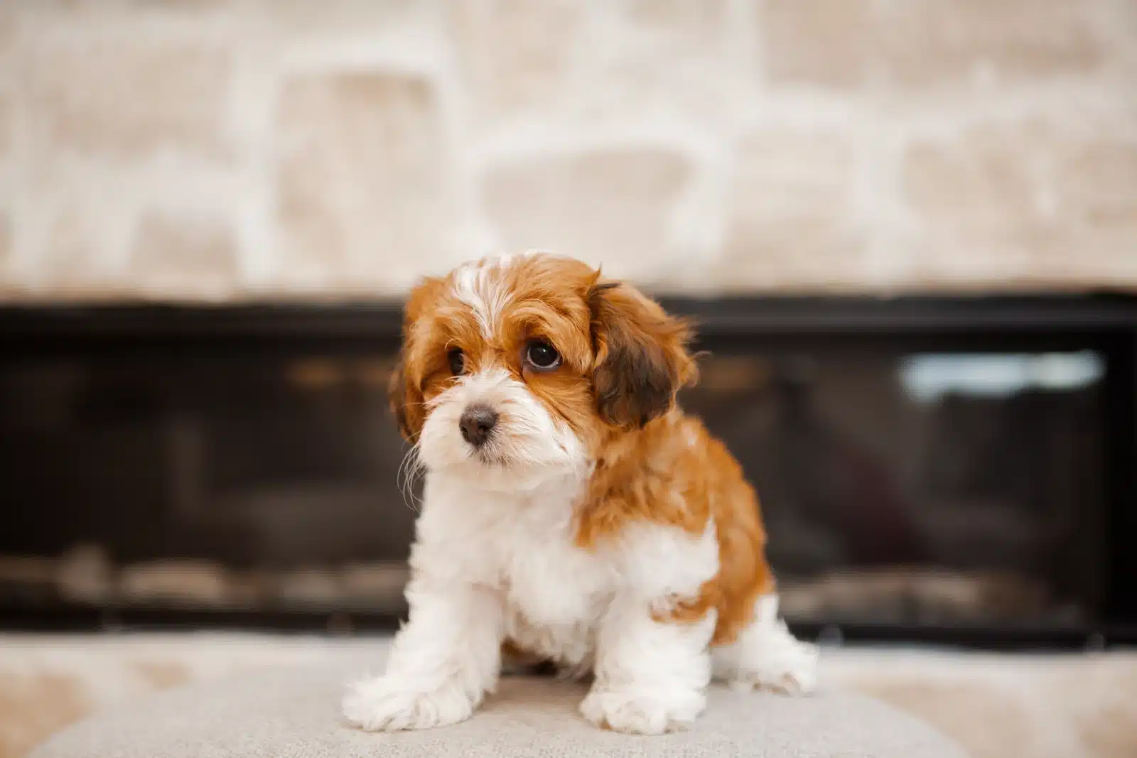 Red and White Puppy By a Fireplace.