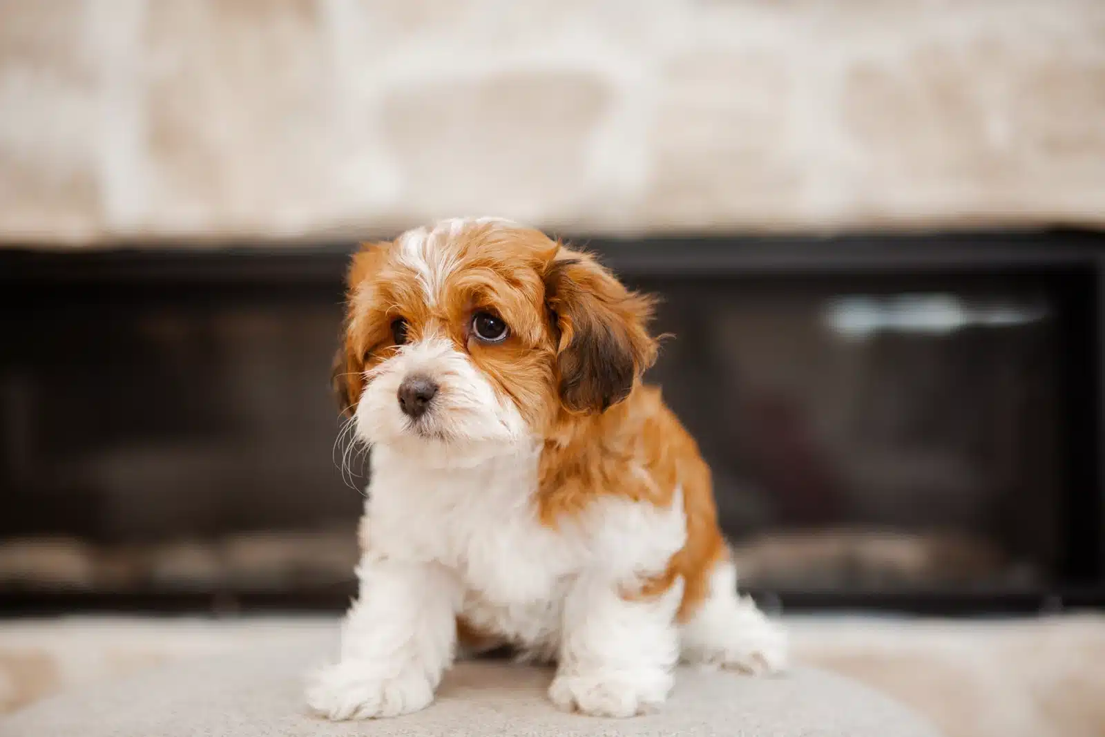 Red and White Puppy By a Fireplace.