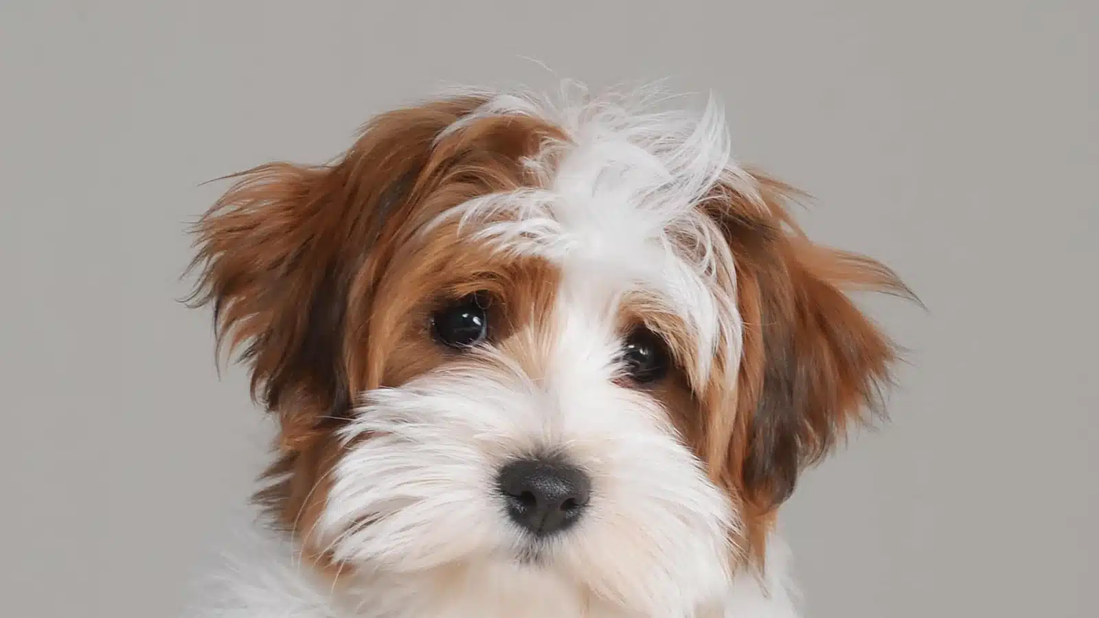 Red and white Havapoo puppy with a clear view of the eyes and facial coat