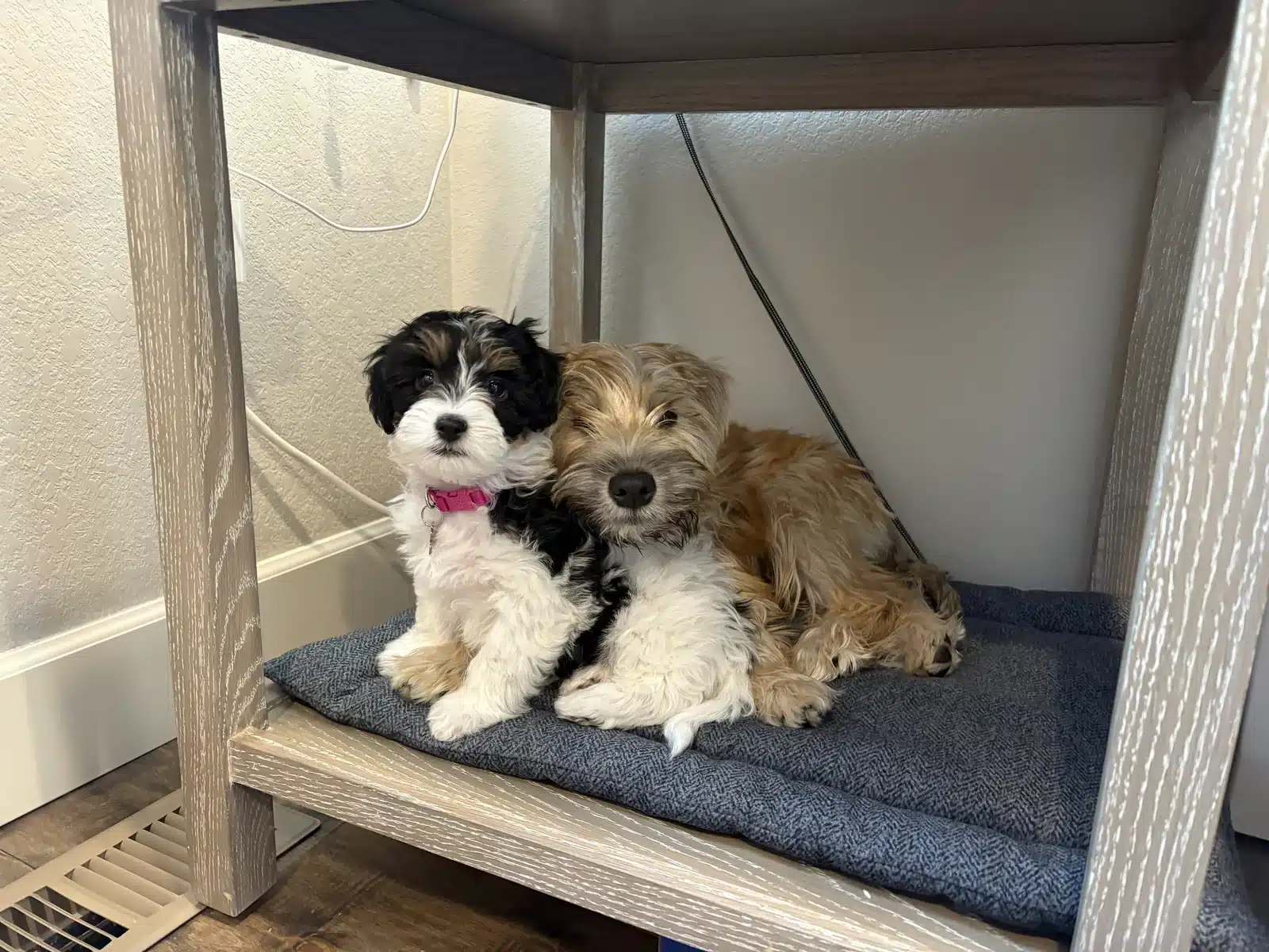 Three Puppies On a Small Chair.