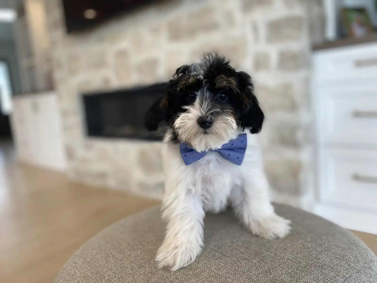 A black, white and tan puppy wearing a blue bow sits on a beige cushion in front of a softly blurred stone fireplace.