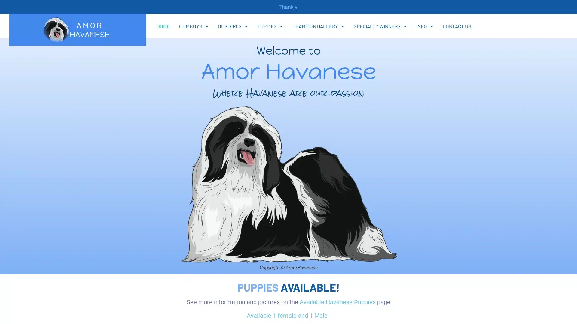 Amor Havanese