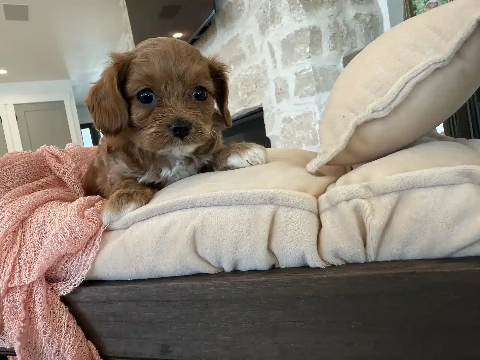 Apricot Puppy On a Cream Chair.