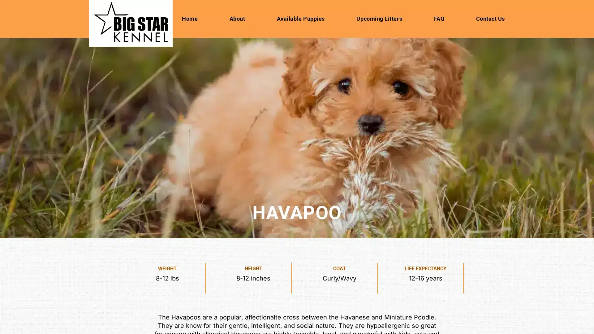 Big Star Kennels