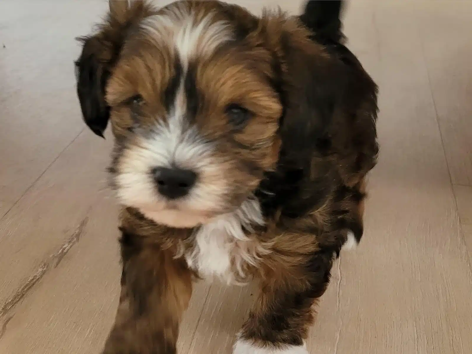 Brown and White Puppy On a Wood Floor.