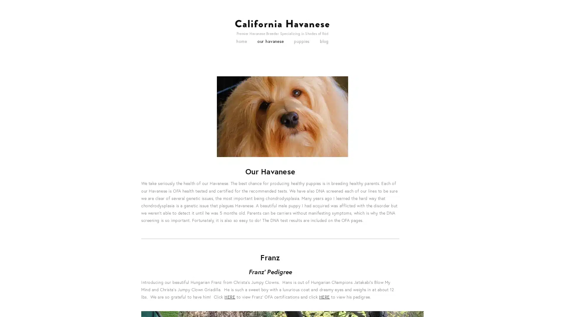 California Havanese