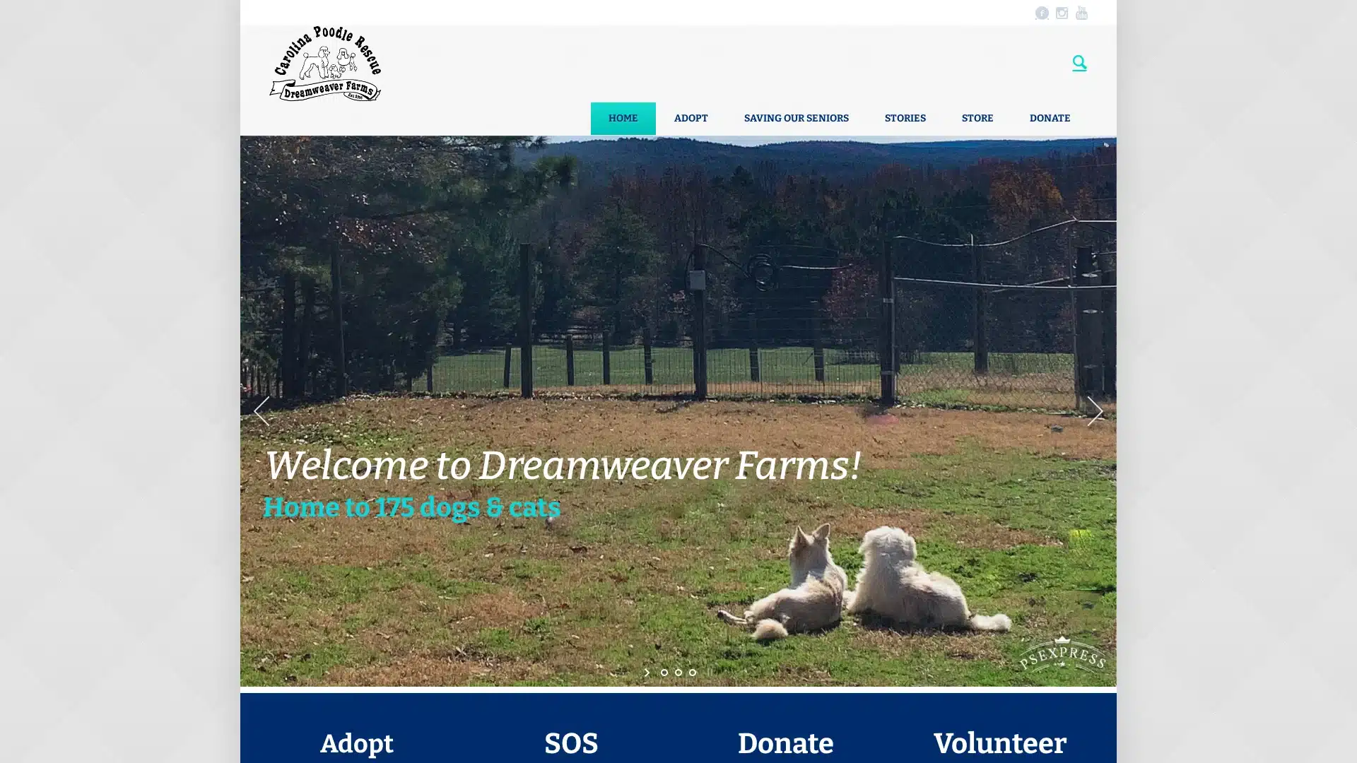 Carolina Poodle Rescue