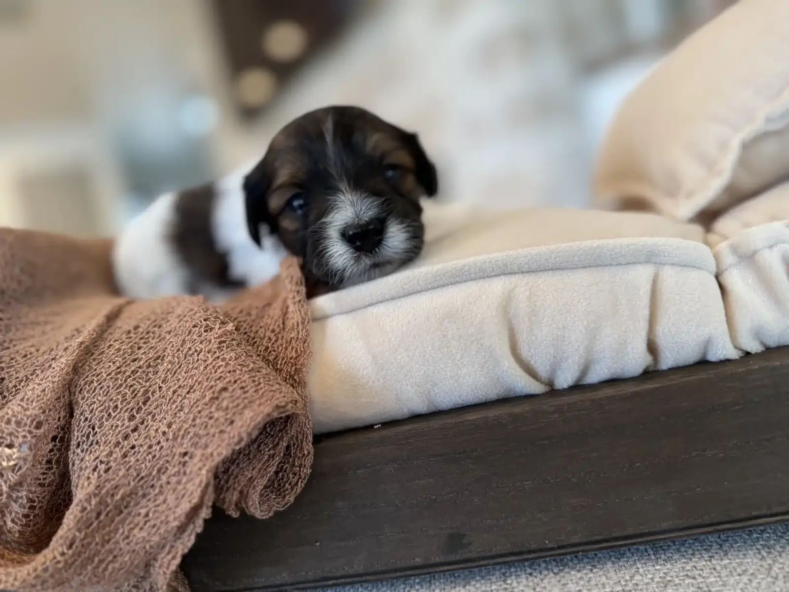 Young black-and-white puppy resting on cream bedding and looking toward the camera