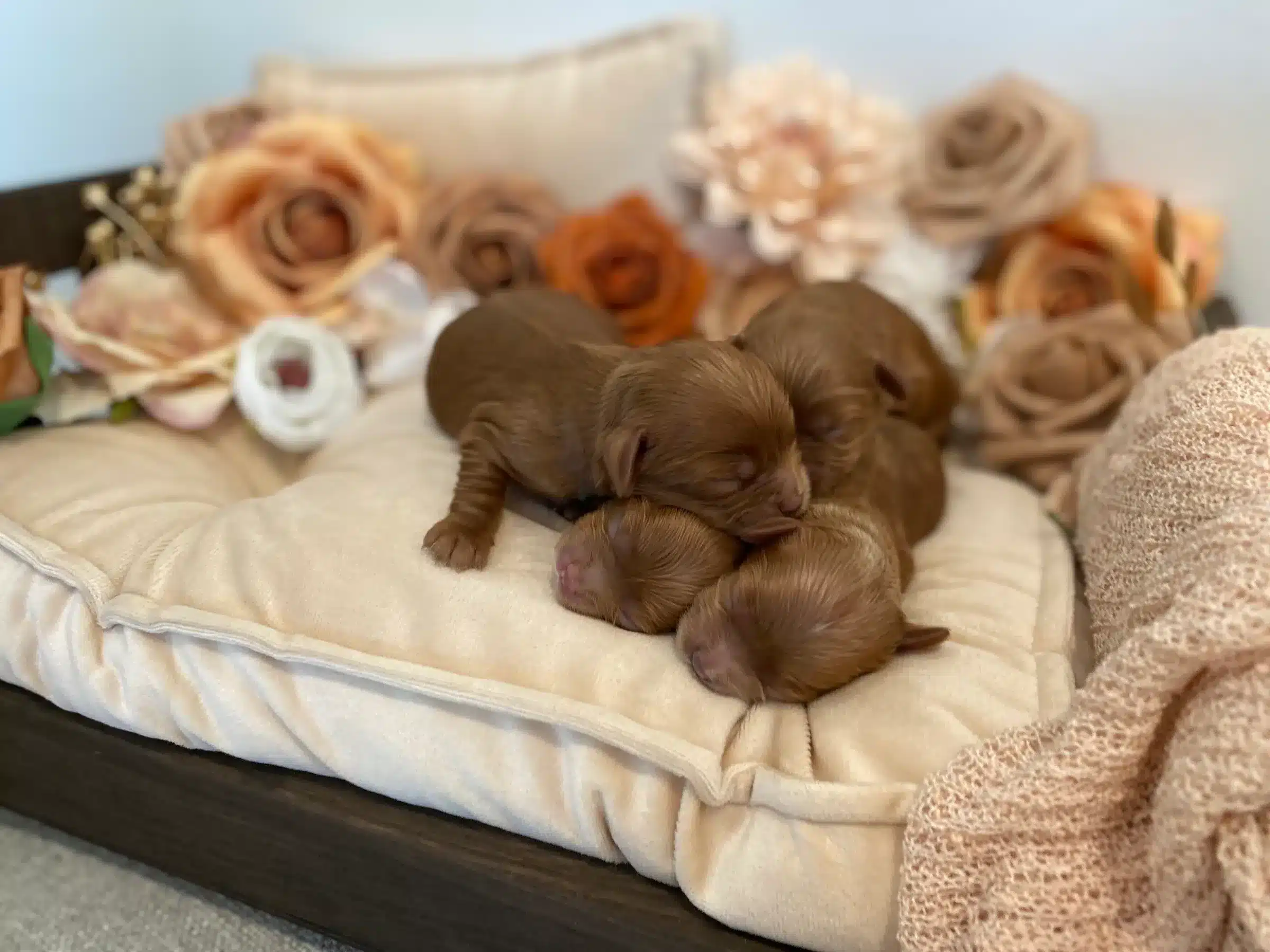 Newborn Brown Puppies Sleeping Together | Sage Puppies Four newborn brown puppies sleeping together on a cream cushion