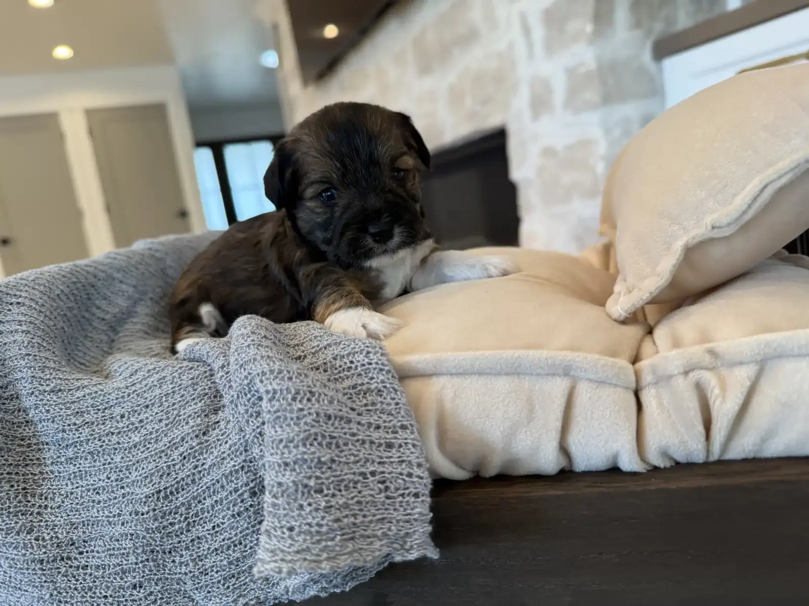 Dark puppy with a white chest and paws resting on cream cushions beside a gray knitted blanket.