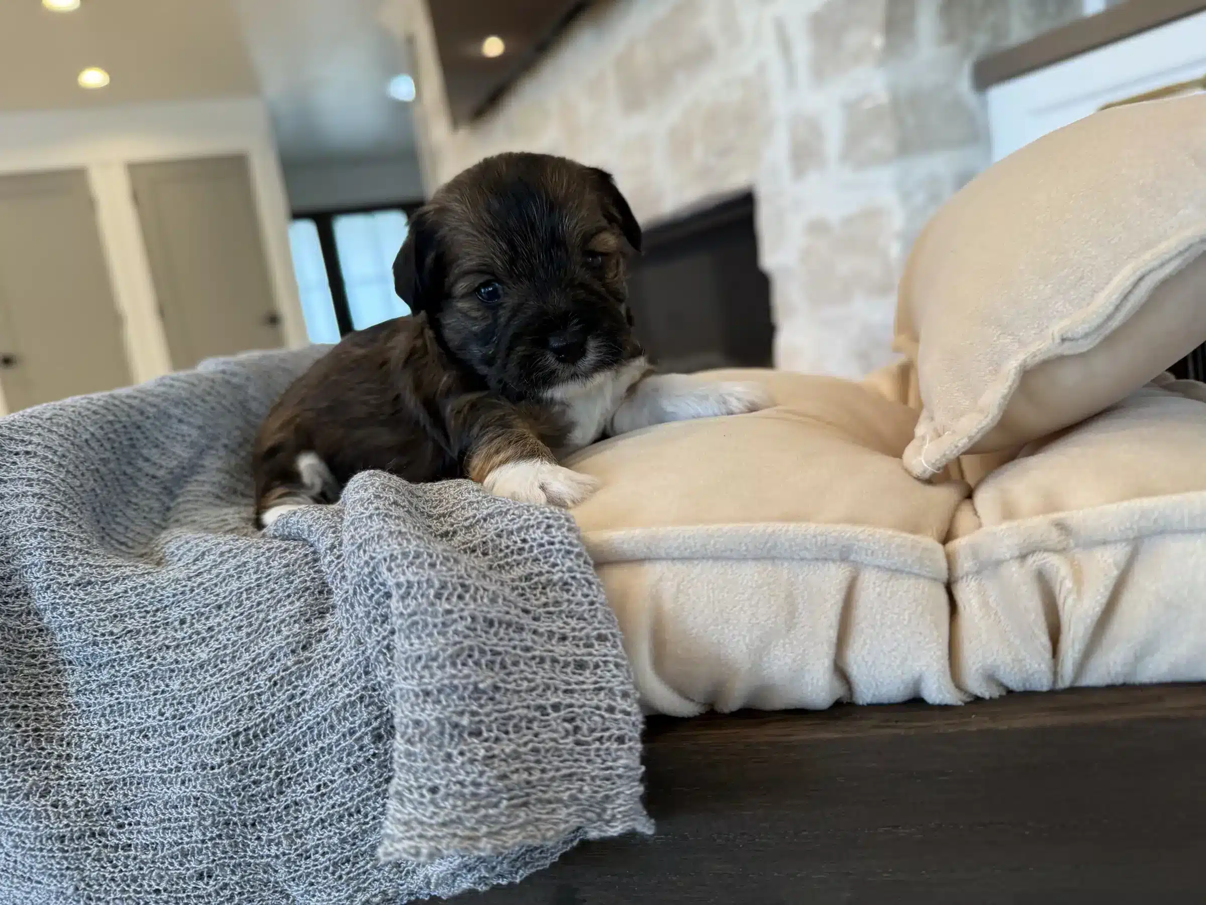 Young Companion Puppy – Responsible Pet Search Guide Young dark brown puppy with tan facial markings and white paws resting on indoor bedding